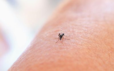 Mosquito Bites in Children: How I Found Natural Ways to Reduce Itch and Swelling